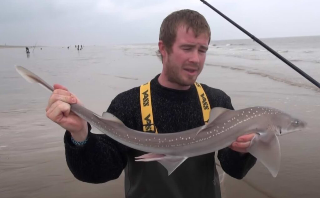shore smoothhounds