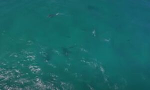 drone tuna