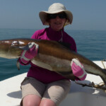 Guinea Bissau cobia