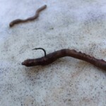 bloodworm trap