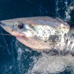 porbeagle shark