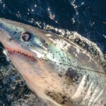 Scrabster porbeagle