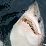 porbeagle shark