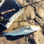 striper fly fishing