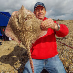 A well marked Essex thornback ray