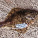 LRF flounder