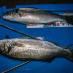 sandside bass