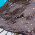 common skate