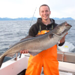Norway coalfish
